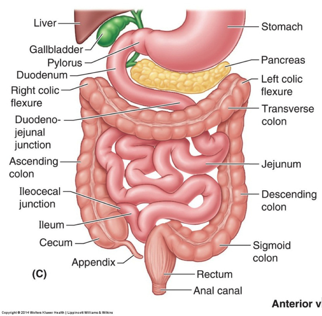 your-bowels-bowel-research-uk-bowel-research-uk